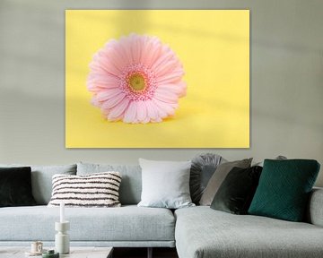 Gerbera in het geel / Pink gerber daisy in yellow von Elles Rijsdijk