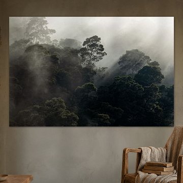 Foggy Mountain Forest @ Golden Hour II