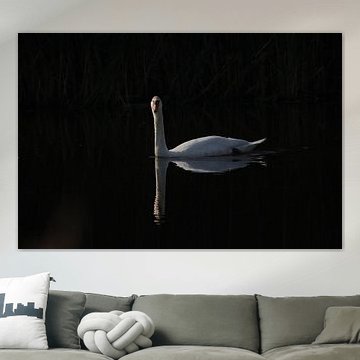 Der weiße Schwan in der Dunkelheit von Mootjes