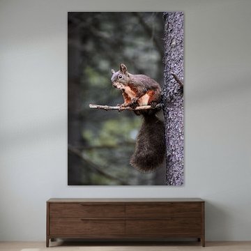 Rotes Eichhörnchen am Davosersee von Maarten van der Weide