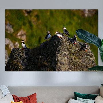 Papageientaucher auf den Vogelfelsen von Runde