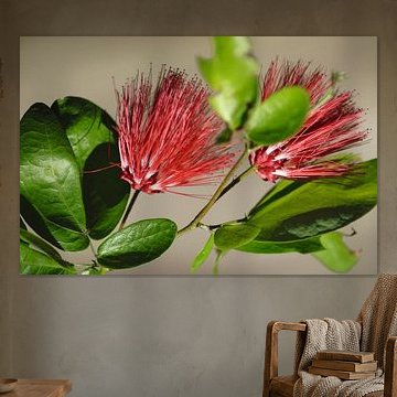 Calliandra emarginata d'Indonésie, fleur sur Janina S.
