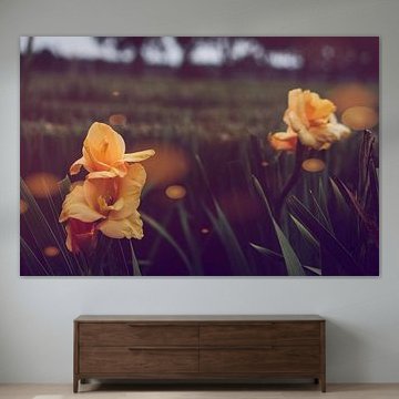 Bloemen in bokeh stijl zachte kleuren in een mooie hoek van Carlo Hermans