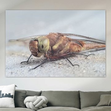 Face to face with a dragonfly – macro photography by Elianne van Turennout