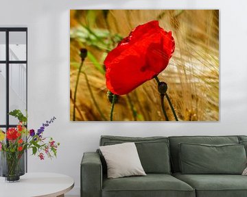 Poppies in the summer 4