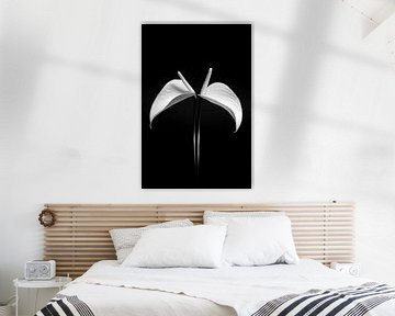 Anthurium noir et blanc sur Alice Sies