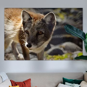 Polarfuchs in Schweden