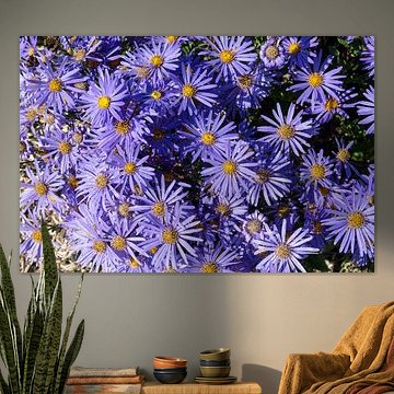 Aster amellus « Moerheim Gem »
