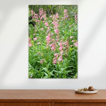 Pentstemon « Hidcote Pink »