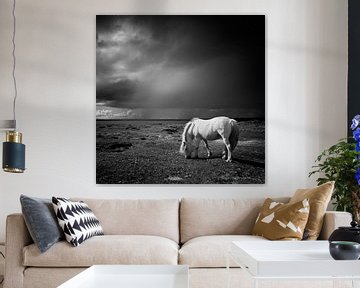 Cheval islandais sur Arnold van Wijk