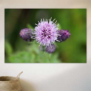 Bloem van een distel, omringd door knoppen van Helmut Martin - The Art of Stone - Steinkunst & Photographie