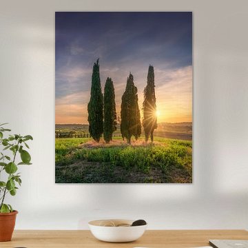 Cypress Trees at Sunset in Bibbona, Tuscany, Italy