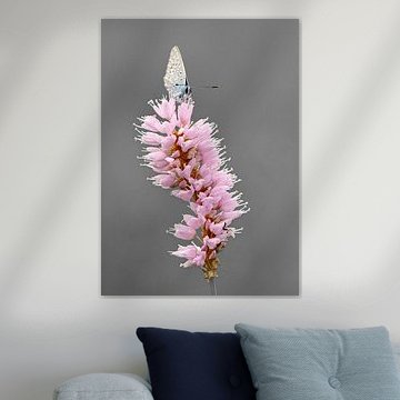 Azuré des buissons sur une renouée rose sur Acharya Fotografie
