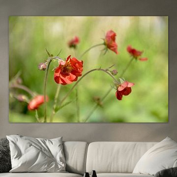 Fleurs dansantes d'un vert tendre - Geum coccineum