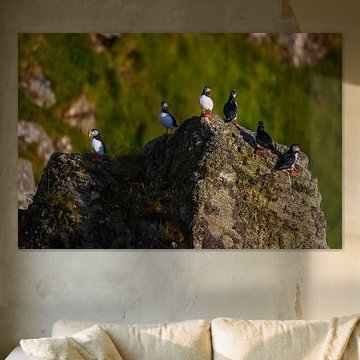 Papageientaucher auf den Felsen von Runde
