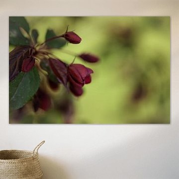 malus by fantasina