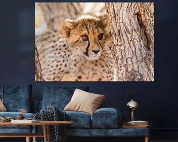 Jeune guépard dans un arbre en Namibie sur Simone Janssen