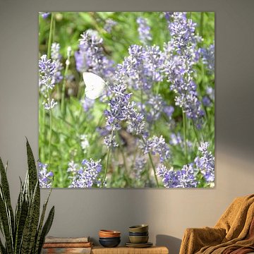 Weißer Schmetterling zwischen duftendem Lavendel von Bianca ter Riet