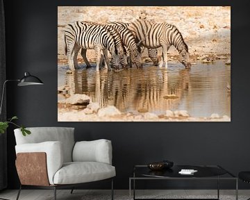 Zebras in a row drinking in Etosha by Simone Janssen