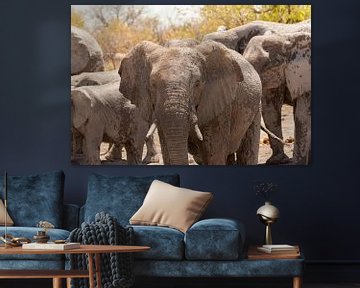 Group of elephants close up in Namibia by Simone Janssen