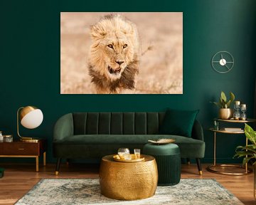 Portrait of male lion in Africa by Simone Janssen