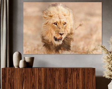 Porträt eines männlichen Löwen in Afrika von Simone Janssen