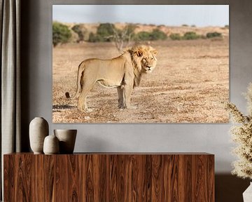 Leeuw in duinlandschap in Zuid-Afrika van Simone Janssen