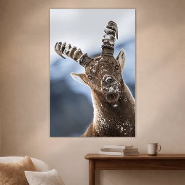 Steenbok in sneeuw van Rosé Van der Zwan