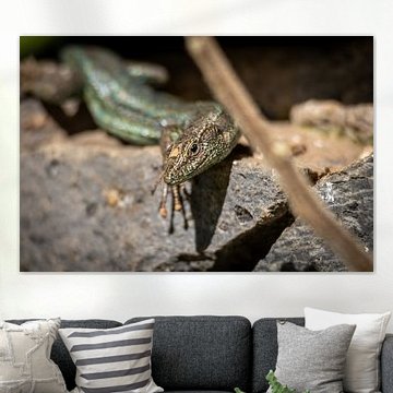 Madeira lizard on volcanic rock #4 by Charlotte Hagg