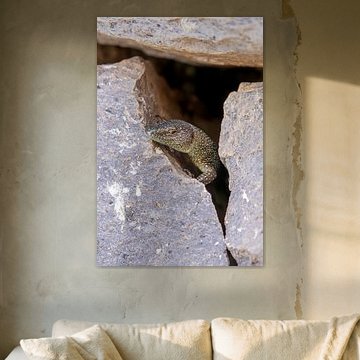 Madeira lizard on volcanic rock #8 by Charlotte Hagg