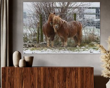 IJzig koude pony's van André van der Meulen