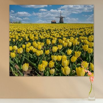 Blumenzwiebelfeld, gelbe Tulpen, Windmühle, Wormer, , Nordholland von Rene van der Meer