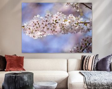 Cherry blossom von Costas Ganasos