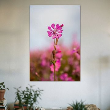 Silene colorata sur Sjouke op de Weegh