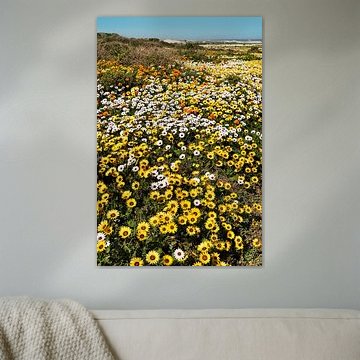 Field of flowers in South Africa