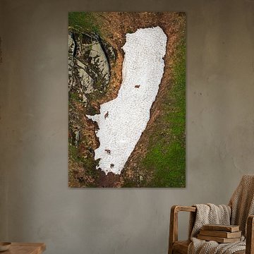 Gämse im Schnee