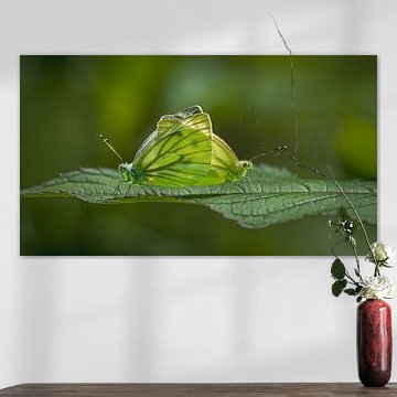 Mating of the small-veined white butterfly by Dick Hoogenboom