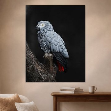 Elegante grijze roodstaart van Dries de Waard