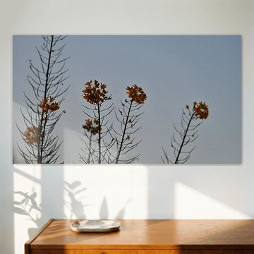 Oranje tegen blauw