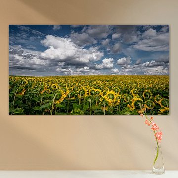 Zonnebloemenveld van Kilian Schloemp