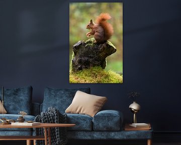 Squirrel on the lookout sur Astrid Brenninkmeijer