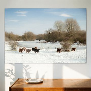 Schottischer Hochlandrind – Winter an der IJssel von SR Blaauw