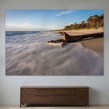 Darsser Weststrand mit Küstenwald von Oliver Preuß