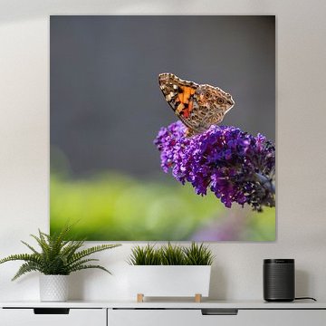 Atalanta-Schmetterling von Wilna Thomas