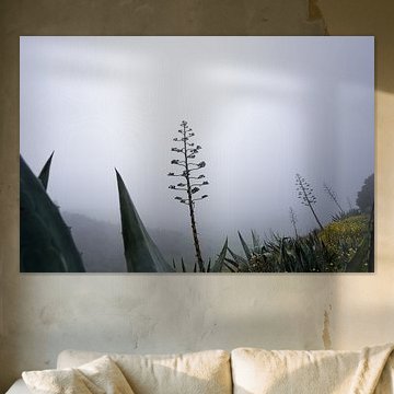 Geheimnisvolle Agave im Nebel von El Hierro von Bram Tempelaar Photography