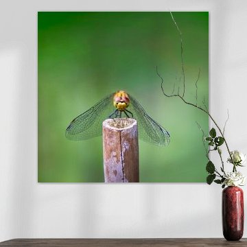 Der Blick einer Libelle von Hilda Weges