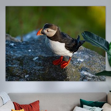 Papageientaucher auf der Klippe von Willemijn Wolthaus