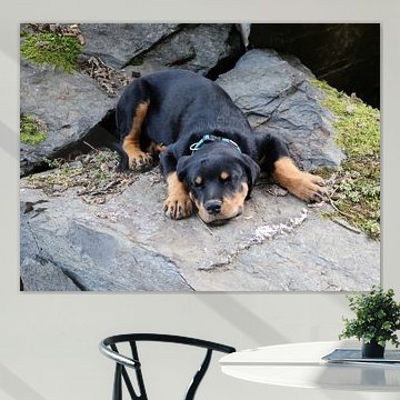 Charlie the Rottweiler VIII – Basic Trust by Helmut Martin - The Art of Stone - Steinkunst & Photographie