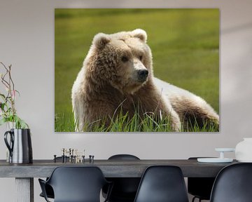 Grizzly bear von Tonny Swinkels