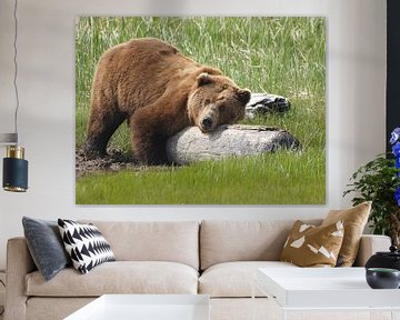 Grizzlybär - Alaska  von Tonny Swinkels